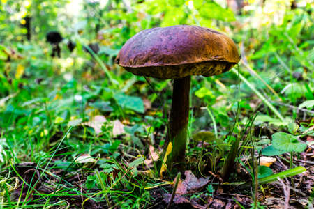 Brown cap boletus (rough boletus, Leccidium scabrum)