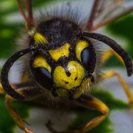 wasp close-up portrait on a background of green leaves