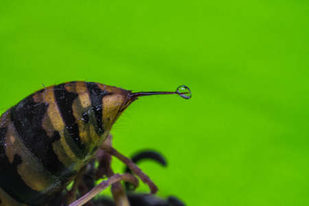 wasp sting macro photo on a green backgroundの写真素材