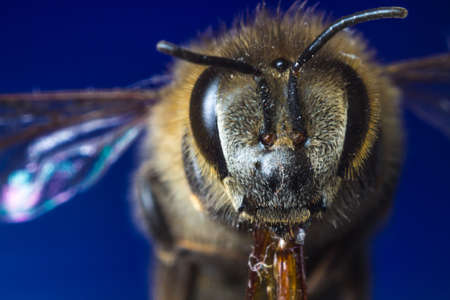bee on a blue background close-upの写真素材