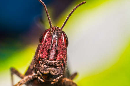 grasshopper on a multicolored background closeupの写真素材