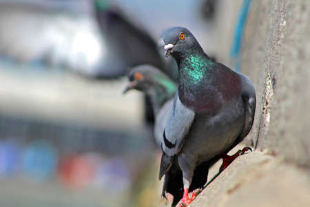 Pigeons on Mosque in Istanbul, Turkey.
