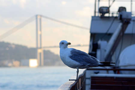 Sea Gulls on the Bosphorus in Istanbul, Turkey.の写真素材