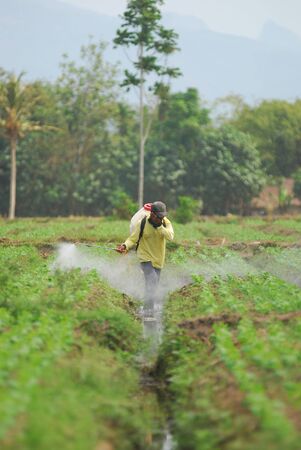 Farmer spray insecticide at edamame farmland in Jember, East Java, Indonesia.の写真素材