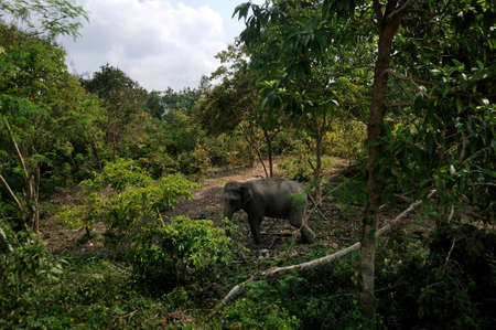 Elephant ride at Chang Puak Camp. One of favorite tourist attraction in Hat Yai, Songkhla Province...