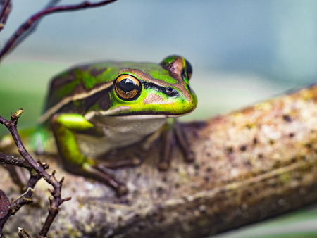 Close up macro of a green frog focussed on the eyeの写真素材