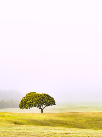 Single Solo Tree Isolated on a Grassy Hill at Dawn with Fog White Background Mist and Leavesの写真素材