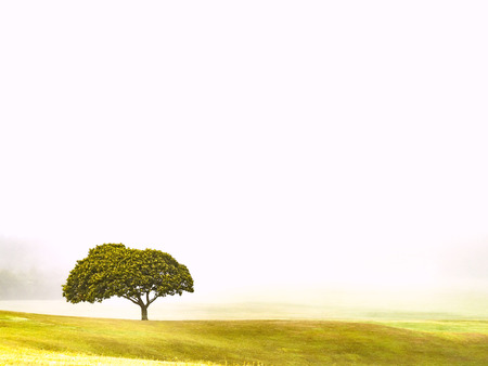 Lonely Tree on a Grassy Hill at Dawn with Fog White Background Mist and Leaves