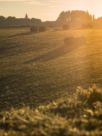 Round straw hay bales casting long shadows on a summer morning golden hour in a field on a farmの写真素材