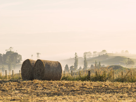 Round Hay Bales in a Crop Field on a Grass Farm at Dawn Golden Hourの写真素材
