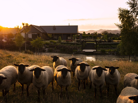 Flock of Domestic Sheep Outside a Rural Lifestyle Home on a Farm in the Countryside at Sunsetの写真素材