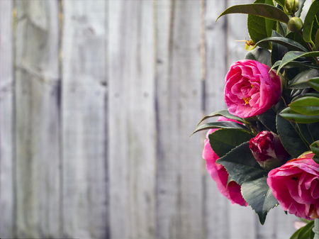 Pink Camellia Flowers with Green Leaves and a Natural Wooden Fence Backgroundの写真素材