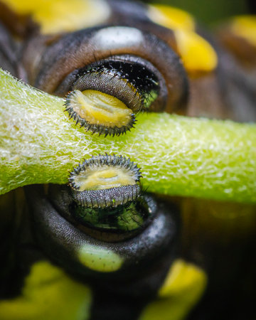 A Pair of Monarch Butterfly Caterpillar Proleg Feet in Macroの写真素材