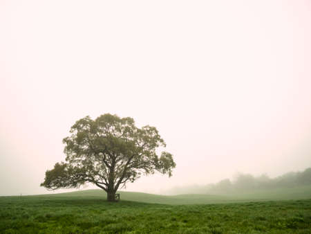 One Single Lonely Tree in a Foggy Farm Field in the Morning Haze and Mistの写真素材