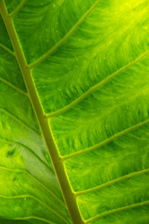 Details in green leafの写真素材