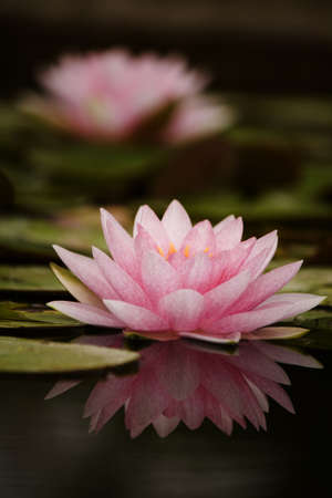 Beautiful pink lotus #2の写真素材
