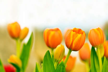 Beautiful orange tulips #2の写真素材