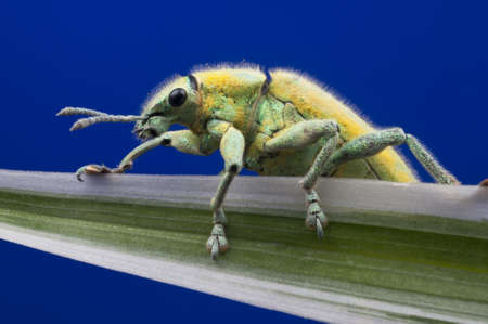 Green Weevilの写真素材