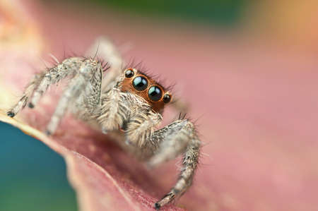 Jumping spider