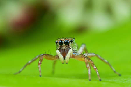 Cute jumping spiderの素材