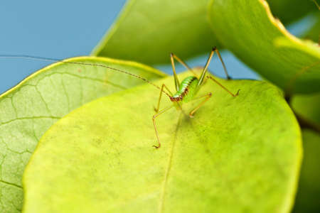 Macro grasshopper on leafの素材