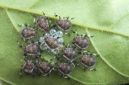 Assassin bug on egg.