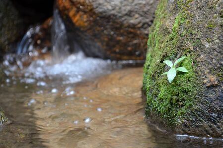 close up Small Waterfall and green moss on the stone Chiang Rai, Thailandの写真素材