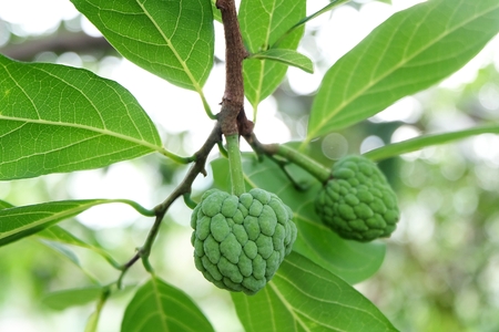 Custard apple on the branch with Bokehの写真素材