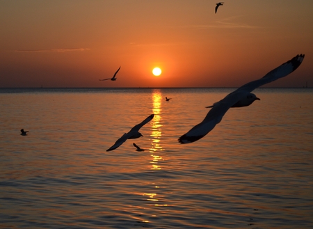 Silhouette Seagull Birds fly through the seaside at sunsetの写真素材