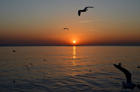 Silhouette Seagull Birds fly through the seaside at sunsetの写真素材