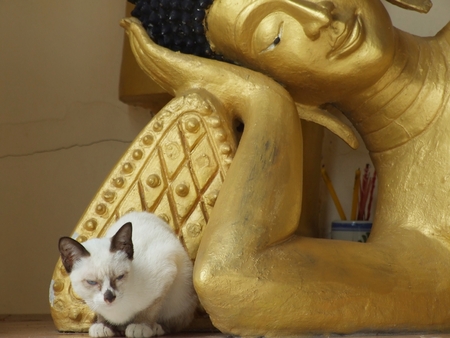 Cats sitting beside the Buddha.の写真素材