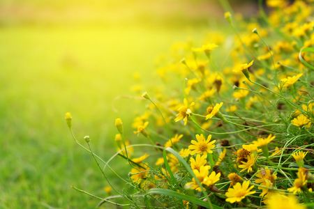 Yellow Cutters flowers colorful field,nature backgroundの写真素材
