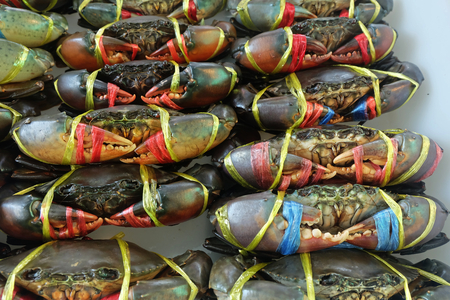 fresh Crabs are tied and row for sale at Seafood local Market in Chonburi, Thailandの写真素材