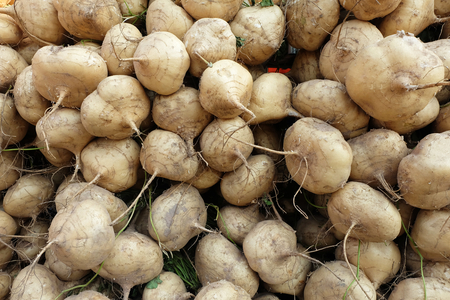 jicama, Mexican yam, Yam Bean, as many at the market.の写真素材