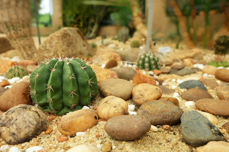 Cactus and stones In the desert. small gardenの写真素材