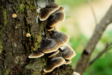Bracket fungus mushrooms on the tree, Selective focusの写真素材