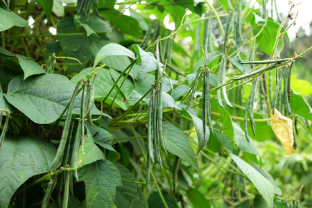 Pea pod of string beans, tree in the vegetable gardenの写真素材