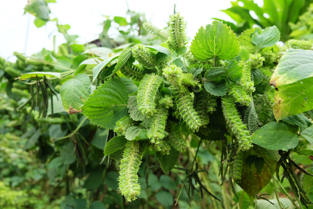 Perilla Frutescens tree in the vegetable gardenの写真素材