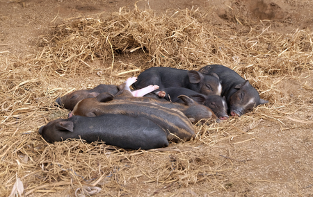 Many little piggys are sleeping on straw.の写真素材
