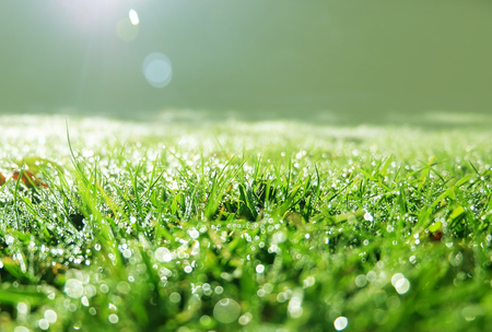 Beautiful of morning sunlight with dew on green grass Shine of sparklingの写真素材