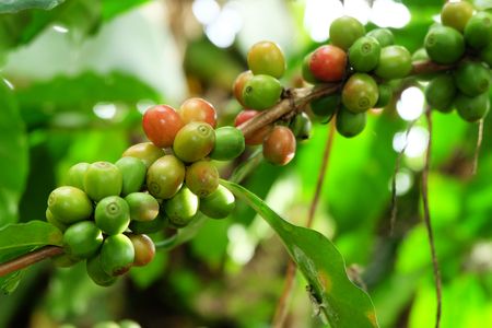 Coffee tree and coffee beans on a branchの写真素材