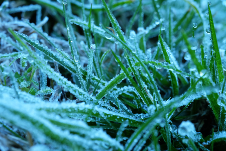 "Mae Khaning" "mouy khap" Frost with dew drops on the green leaves grass. Soft Focus at Doi Inthanon, November 28, 2018 Chiangmai, Thailand.の写真素材