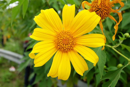 Closeup Yellow flower "Mexican sunflower" "calendula" and green leavesの写真素材