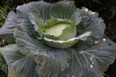 Big green cabbage tree and fresh with water on the leavesの写真素材