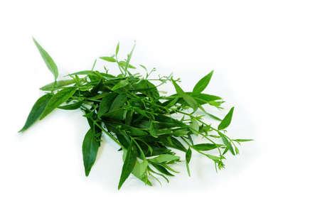 Andrographis paniculata plant on whiteの写真素材