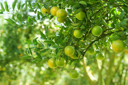 Lots of tangerines or Sai Nam Phueng Orange in the orange orchard with bokeh background in Chiang Mai Northern provinces of Thailandの写真素材