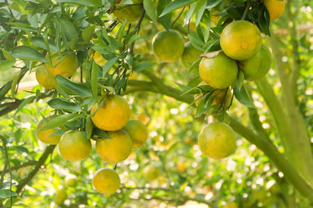 Lots of tangerines or Sai Nam Phueng Orange in the orange orchard with bokeh background in Chiang Mai Northern provinces of Thailandの写真素材