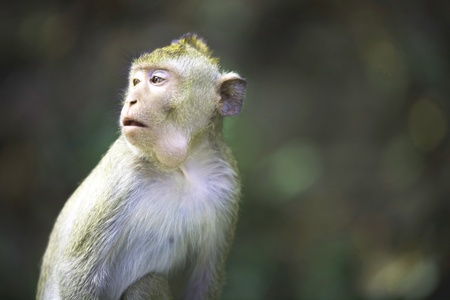 Monkey looking food.の素材