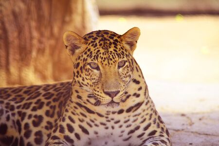 Looking to preyの素材