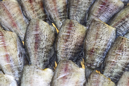 Snake skin gouramiの素材